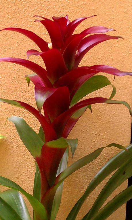 Midtown Guest House Charlotte Amalie Esterno foto